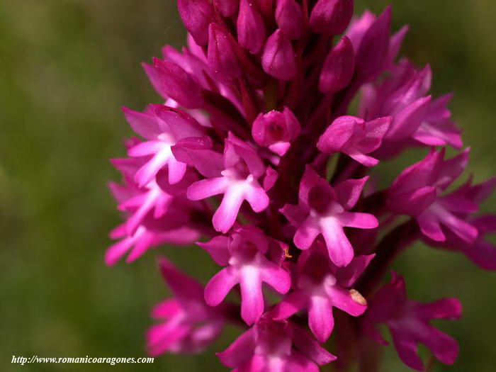 ORQUÍDEA DE FANLO