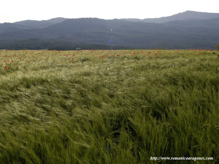 CAMPOS DE CEREAL EN EL ENTORNO DEL TEMPLO