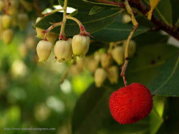 FLORES Y FRUTOS DEL MADROÑO