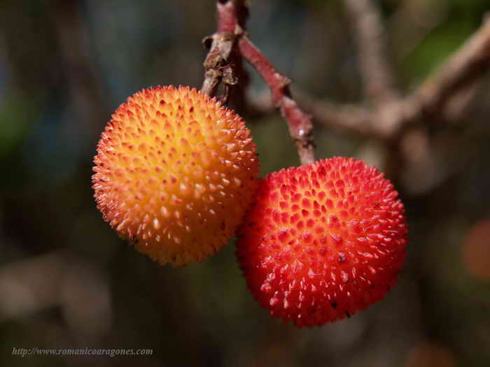 FRUTOS DEL MADROÑO